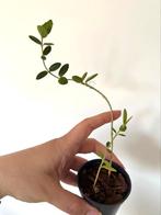 Hoya cumingiana, In pot, Minder dan 100 cm, Bloeiende kamerplant, Groenteplant