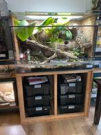 Terrarium + onderkast (120x60x80cm), Ophalen, Zo goed als nieuw, Terrarium of Paludarium