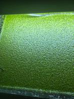 Eendenkroos 1,50 er zakje, Ophalen of Verzenden, Nieuw, Plant(en), Steen of Hout