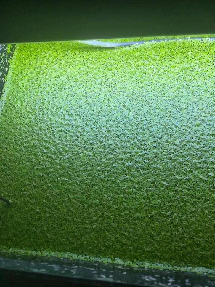 Eendenkroos 1,50 er zakje, Dieren en Toebehoren, Vissen | Aquaria en Toebehoren, Nieuw, Plant(en), Steen of Hout, Ophalen of Verzenden