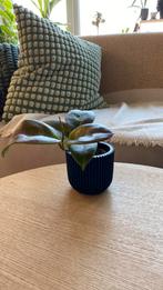 Hoya Russel Clone C, Ophalen of Verzenden, Zo goed als nieuw, Buiten