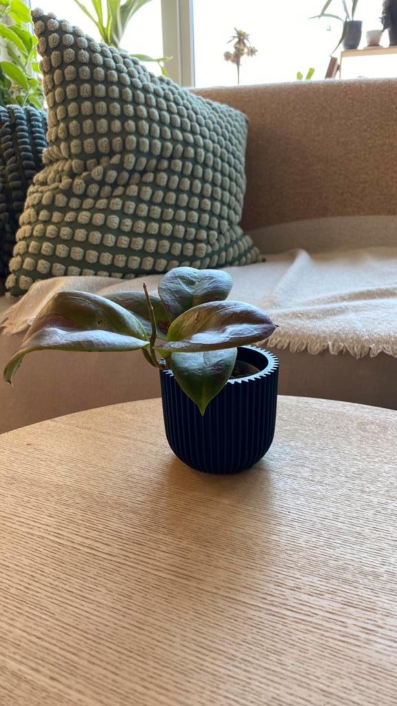 Hoya Russel Clone C, Huis en Inrichting, Woonaccessoires | Kunstplanten en Kunstbloemen, Zo goed als nieuw, Buiten, Ophalen of Verzenden