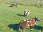 Driejarige bonte ram en bonte ramlammeren te koop, Dieren en Toebehoren, Schapen, Geiten en Varkens, Mannelijk, Schaap