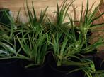 Te koop verschillende grote Aloë Vera planten, Ophalen