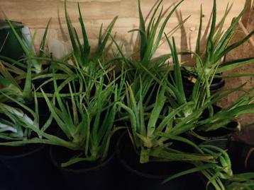 Te koop verschillende grote Aloë Vera planten  beschikbaar voor biedingen