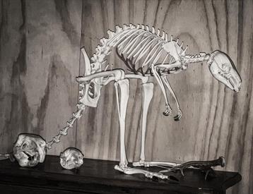 Walibi Skelet beschikbaar voor biedingen