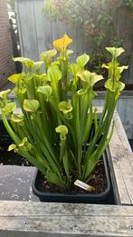 Sarracenia div., Tuin en Terras, Vijvers, Ophalen, Zo goed als nieuw