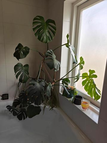 monstera deliciosa zonder pot beschikbaar voor biedingen