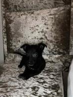 Chihuahua, Dieren en Toebehoren, Teef, Eén hond, Chihuahua, Nederland