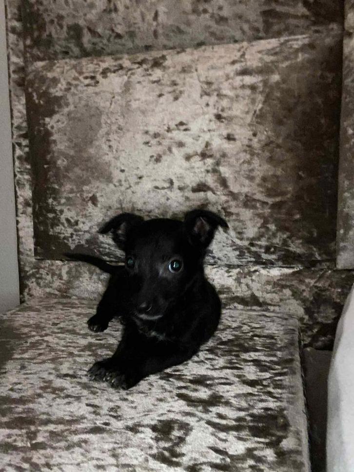 Chihuahua, Dieren en Toebehoren, Honden | Chihuahua's en Gezelschapshonden, Teef, Chihuahua, Particulier, Eén hond, Nederland