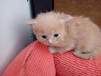 Maine coon kittens, Dieren en Toebehoren, Katten en Kittens | Raskatten | Langhaar, Kater, Gechipt, 0 tot 2 jaar