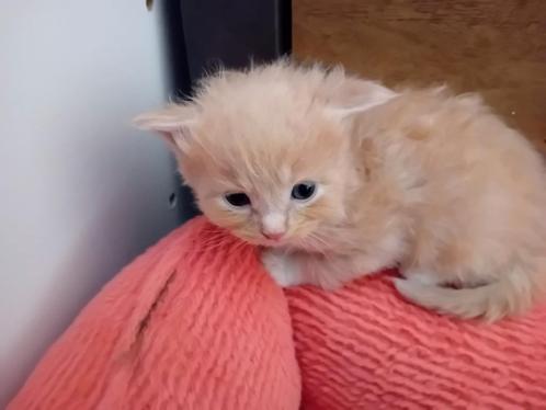 Volle Maine coon kittens, Dieren en Toebehoren, Katten en Kittens | Raskatten | Langhaar, Kater, 0 tot 2 jaar, Gechipt, Ontwormd