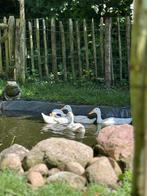 Witte loopeenden, Dieren en Toebehoren, Pluimvee, Meerdere dieren, Eend
