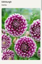 Dahlia knollen Edinburgh, Tuin en Terras, Bloembollen en Zaden, Ophalen of Verzenden, Voorjaar, Volle zon, Knol