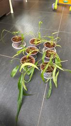 Anthurium friedrichsthalii zaailingen, Ophalen of Verzenden, Halfschaduw, Minder dan 100 cm