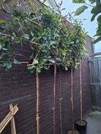 Photinia Camilvy Leiboom - Wintergroen en Bladhoudend., Tuin en Terras, Planten | Bomen, In pot, Leiboom, Ophalen of Verzenden
