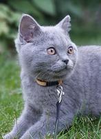 brits(e) korthaar kittens, 13 weken oud, Dieren en Toebehoren, Katten en Kittens | Raskatten | Korthaar, Meerdere dieren, Ontwormd