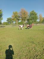Weidegang stalling paddock paard pony opfok, Dieren en Toebehoren, Weidegang, 2 of 3 paarden of pony's