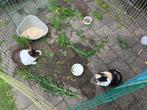 Twee konijnen en hok te koop, Dieren en Toebehoren, Konijnen, Meerdere dieren, Middelgroot, 0 tot 2 jaar