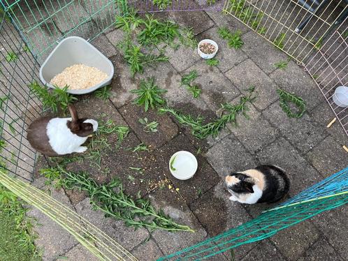 Twee konijnen en hok te koop, Dieren en Toebehoren, Konijnen, Middelgroot, Meerdere dieren, 0 tot 2 jaar