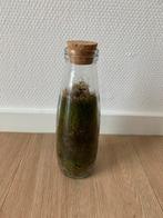 Mos terrarium in glazen fles met kurk, Huis en Inrichting, Woonaccessoires | Vazen, Ophalen, Overige kleuren, Minder dan 50 cm