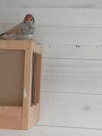 Te koop zebravinken, Dieren en Toebehoren, Vogels | Overige Vogels, Meerdere dieren, Tropenvogel, Geringd
