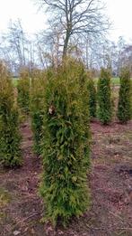 Thuja occ. Brabant coniferen haagplant 180-200, Ophalen, Conifeer, 100 tot 250 cm