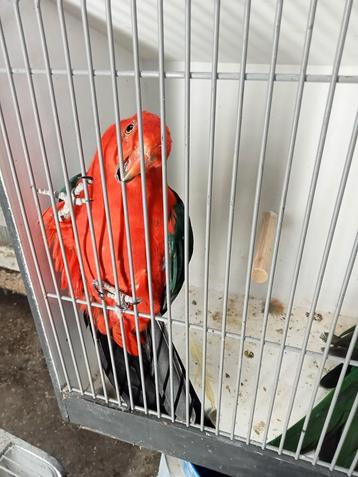 2 koppels koningsparkieten bewezen  beschikbaar voor biedingen