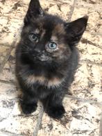 Super lieve kittens, Dieren en Toebehoren, Katten en Kittens | Raskatten | Korthaar, Meerdere dieren, Ontwormd