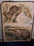 Oude Schoolplaat Zoogdieren, Ophalen, Natuur en Biologie