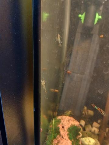 Garnalen en slakken  beschikbaar voor biedingen
