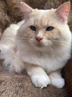 Ragdoll dekkater met dekkingsgarantie, Dieren en Toebehoren