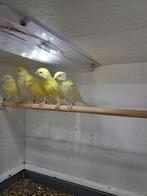 kanaries, Dieren en Toebehoren, Mannelijk, Zangkanarie