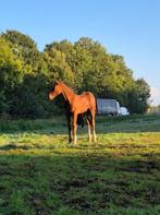 Opfokplek Hengstveulen/Jonge Ruin, Dieren en Toebehoren, Stalling en Weidegang, Weidegang, 1 paard of pony