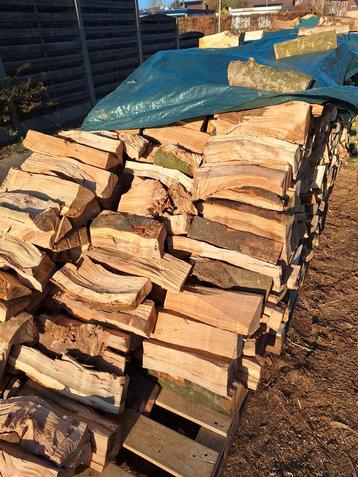 Beuken hout beschikbaar voor biedingen