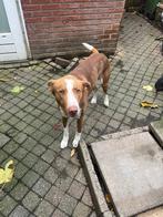 Hond Tekoop, Particulier, Rabiës (hondsdolheid), 1 tot 2 jaar, Buitenland