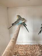 Hagoromo blackwing, Dieren en Toebehoren, Vogels | Parkieten en Papegaaien