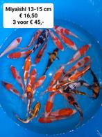 Vijvervissen, koi's, steuren etc, Dieren en Toebehoren, Vissen | Vijvervissen, Karper of Koi