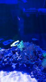 Te koop levende haven zee aquarium, Dieren en Toebehoren, Vissen | Aquariumvissen, Zoutwatervis