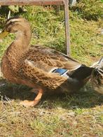 Rouaan eend, Dieren en Toebehoren, Pluimvee, Mannelijk, Eend