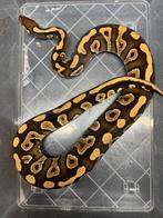 Ballphython 1.0 Yellow Belly Phantom proven breeder, Dieren en Toebehoren, Reptielen en Amfibieën, Slang, 3 tot 6 jaar