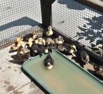 Jonge eendjes, Dieren en Toebehoren, Meerdere dieren, Eend