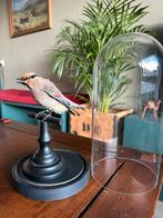 Prachtig taxidermie zeldzame Japanse pestvogel + stolp, Ophalen of Verzenden, Zo goed als nieuw, Vogel, Opgezet dier