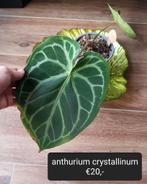 Anthurium crystallinum groot blad, Huis en Inrichting, Kamerplanten, Overige soorten, Minder dan 100 cm, Ophalen of Verzenden