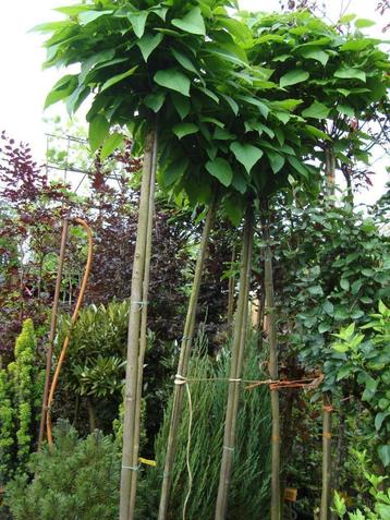 Catalpa bign. Nana op 150 cm stam in pot  beschikbaar voor biedingen