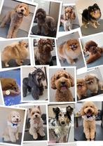 Trimsalon, Ophalen, Nieuw