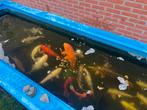 Koi karpers, Dieren en Toebehoren, Vissen | Vijvervissen, Karper of Koi