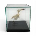 Skelet Sunbird in glazen vitrine PREPARATENSHOP, Ophalen of Verzenden, Nieuw, Vogel, Overige typen