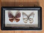 Oude lijst met 2 vlinders: taxidermie, Ophalen of Verzenden