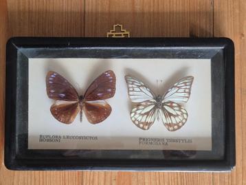 Oude lijst met 2 vlinders: taxidermie beschikbaar voor biedingen